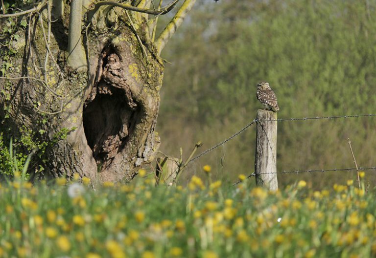 Foto van de maand april 2023