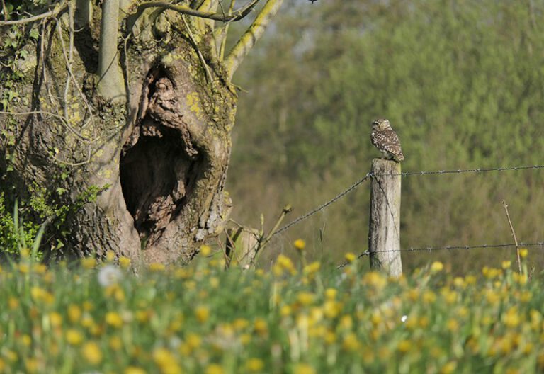 Foto van de maand april 2023