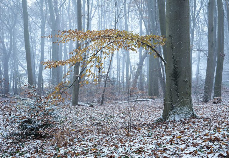 Foto van de maand december 2022