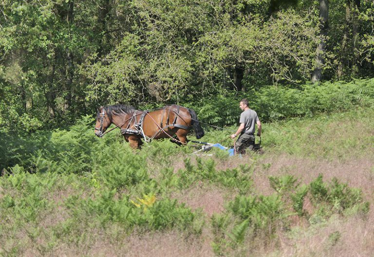 Paard