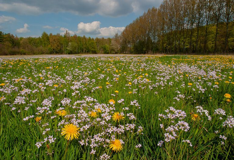 Silent spring