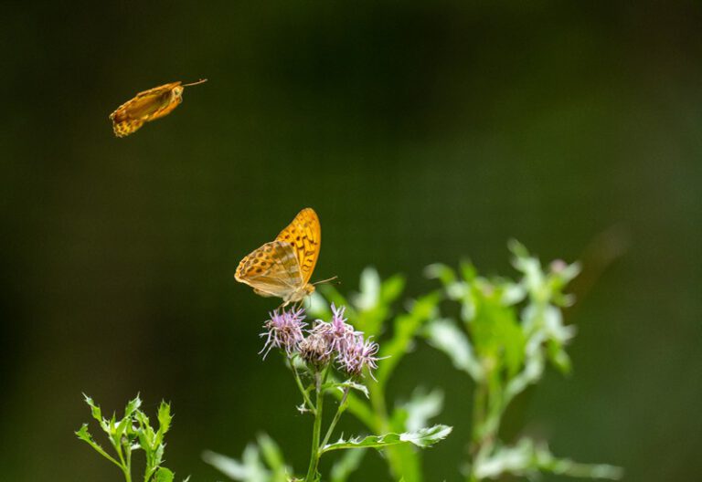 Foto van de maand juli 2021