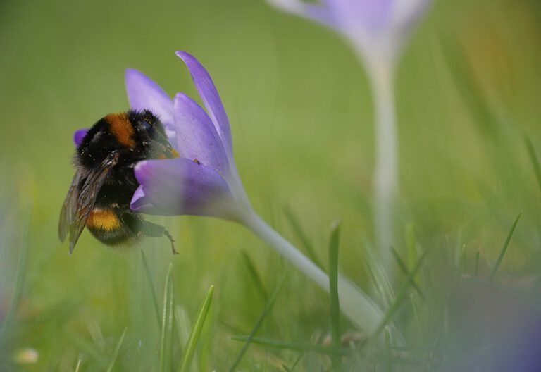 Foto van de maand februari