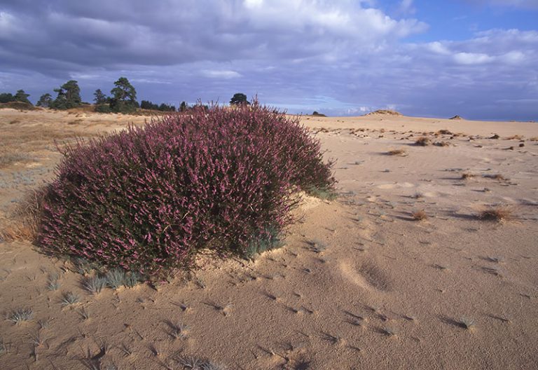 Natuurgebieden