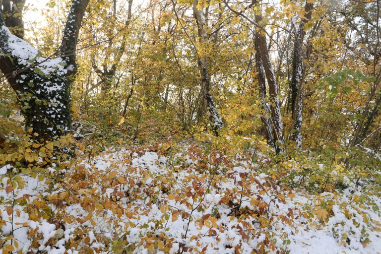 Herfst winter