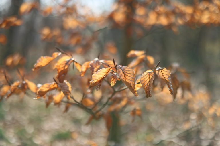 De laatste herfstbladeren