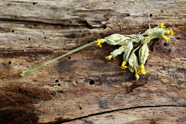 Sleutelbloem