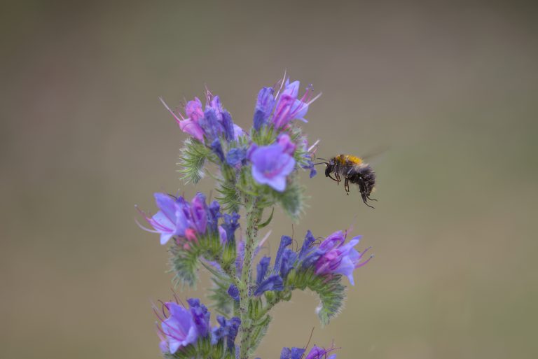 Foto van de maand juli 2025