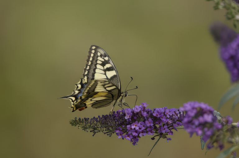 Foto van de maand september 2025