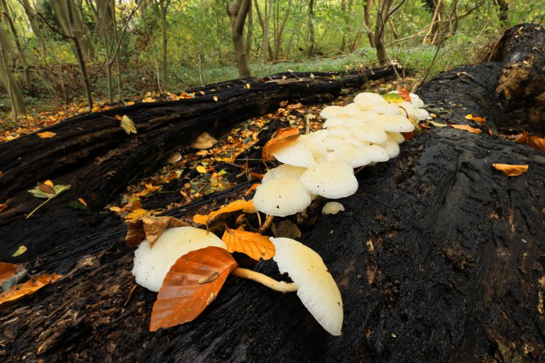 Foto van de maand oktober 2025