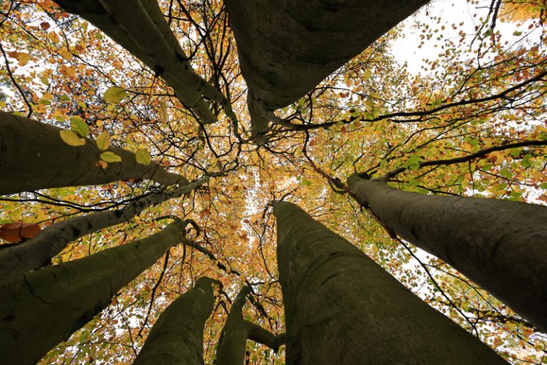 Foto van de maand november 2025