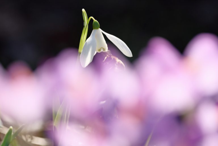 Foto van de maand februari 2026