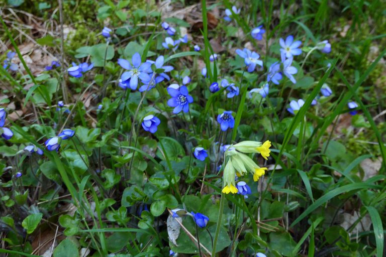 Leverbloem
