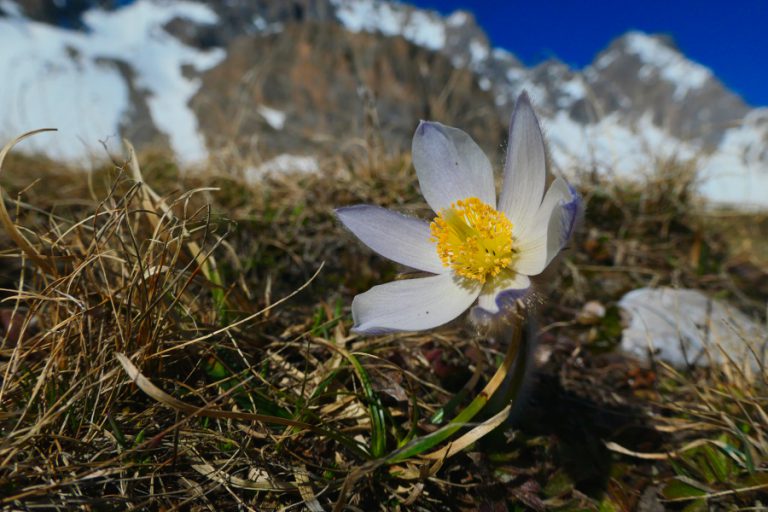 Lente-anemoon