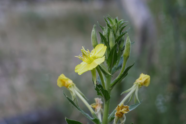 Teunisbloem