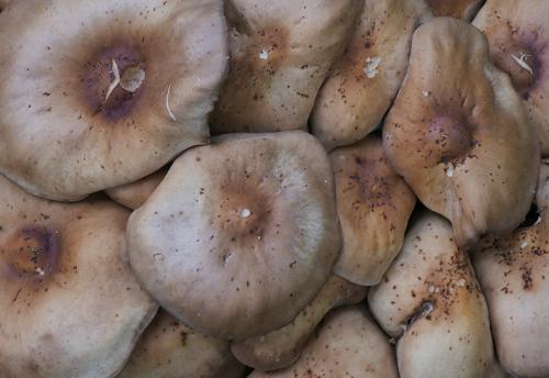 AVR_1100820-corr-crop-800