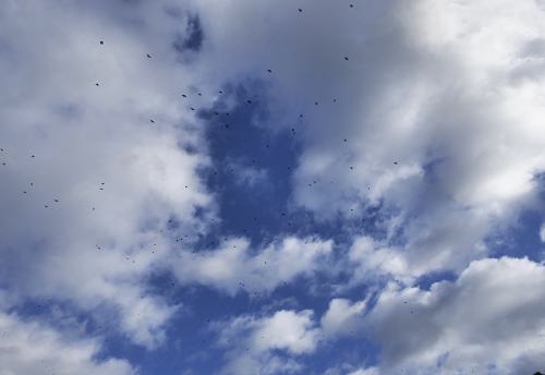 AVR_1150606-800-duiven