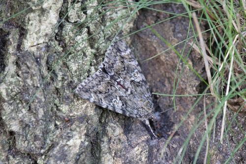 AVR_1899511-800-72-dpi