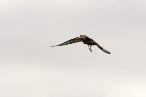 AVR_20060528_00.1-800