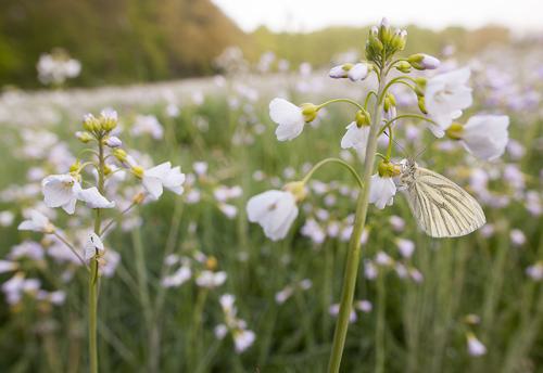 AVR_20080504_013-800