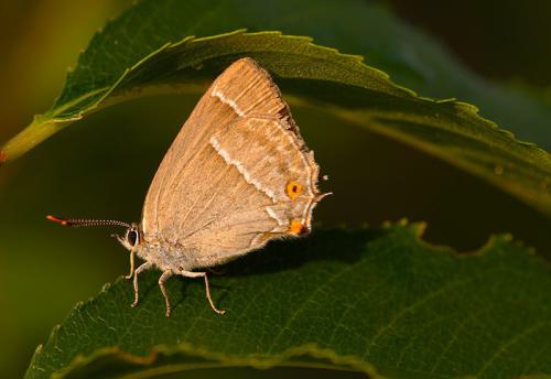 AVR_20090704_014-corr-800