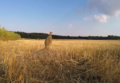 AVR_20180721-patrijs-op-uitkijk-800