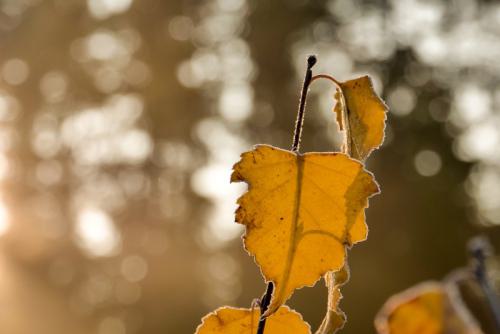 AVR_20201129-_1822050-800