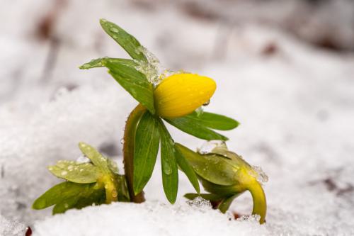 AVR_20210117-_1822434.800