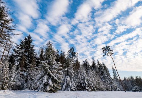 AVR_20210209-PAVR1214-800