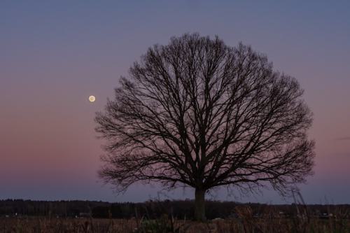 AVR_20210226-_1700483-800