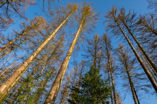 AVR_20210302-_AVR2863