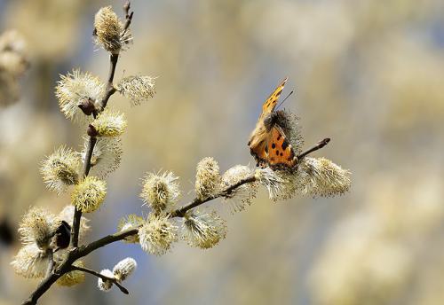 AVR_20210324_AVR3215-800