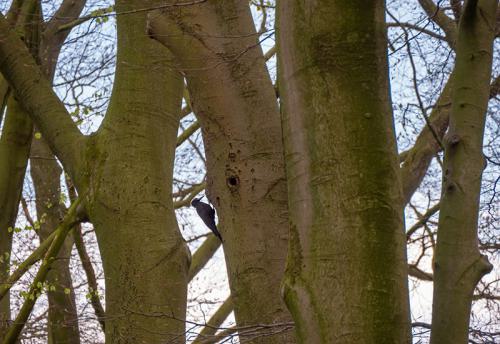 AVR_20210418-_1710373-800