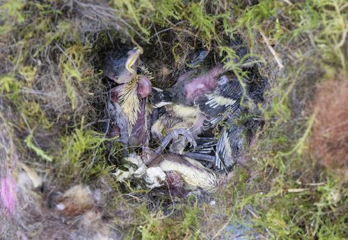 AVR_20210518_1855437-800-juv-koolmees