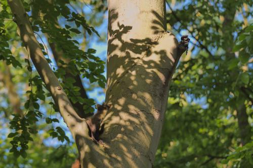 AVR_20210603-boommarter