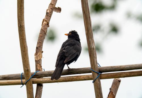 AVR_20210624-_1710831-800