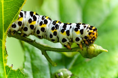 AVR_20210704-_1720100-2