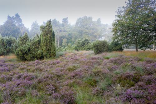 AVR_20210811-DJI_0023-800