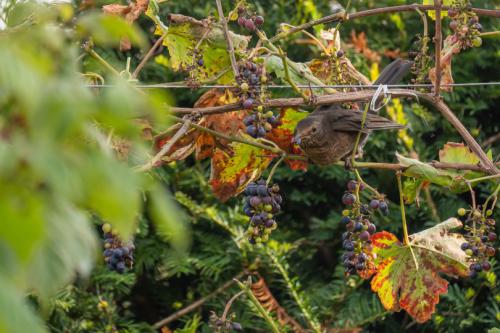 AVR_20210927-_AVR8870-800