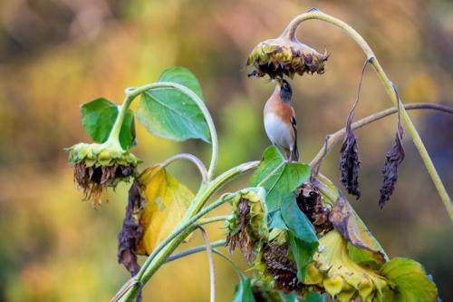 AVR_20211101-_1720854-800