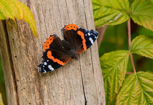 AVR_20230922-_1150013-800