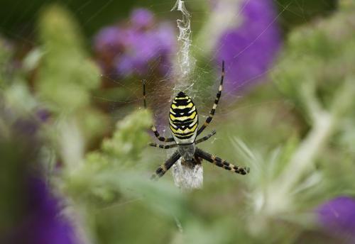 avr_1760041-800-crop