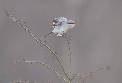 klapekster-met-opvl-800-