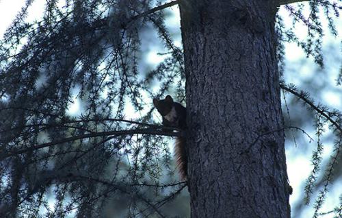 volwboommarterlariks1AVR2100s-800